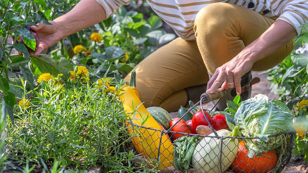 Magasin JARDINERIE DES 2 VALLEES - Cernay (68700) Visuel 6