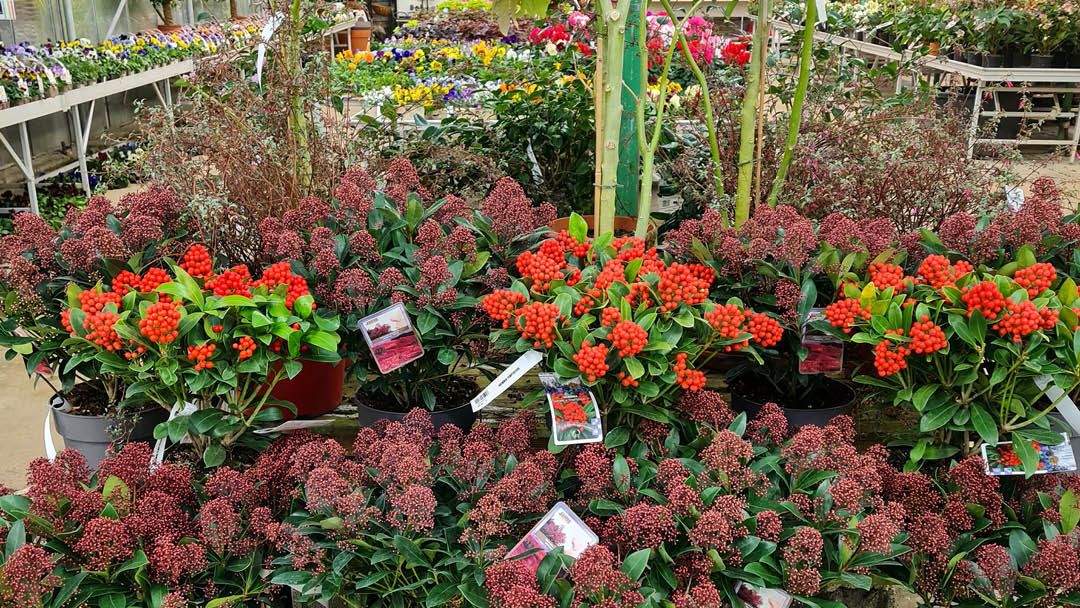 Magasin JARDINERIE WOHLGEMUTH - Iville (27110) Visuel 5