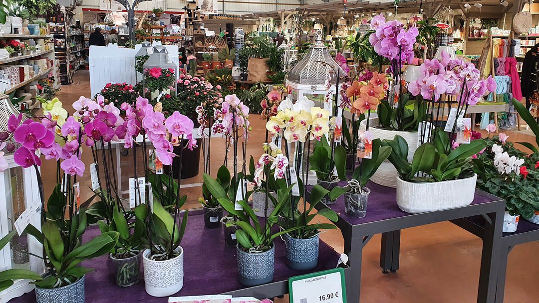 Magasin JARDINERIE DU CAP VERT - Gonneville-sur-Mer (14510) Visuel 2