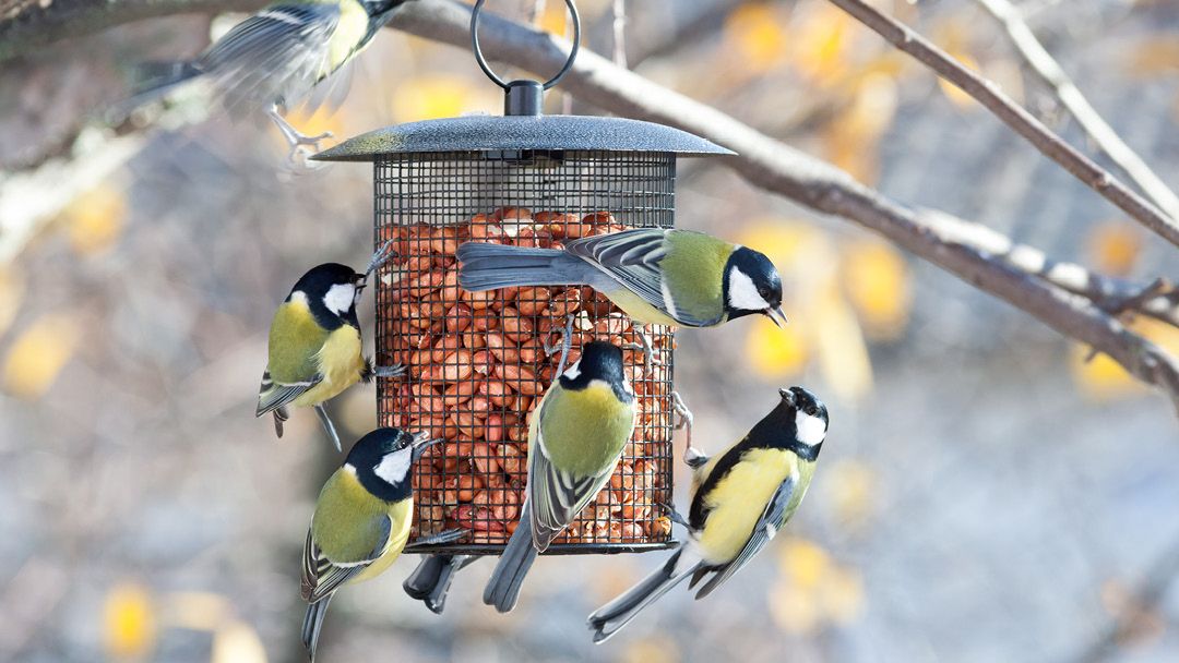 Magasin JARDINERIE DES 2 VALLEES - Cernay (68700) Visuel 4