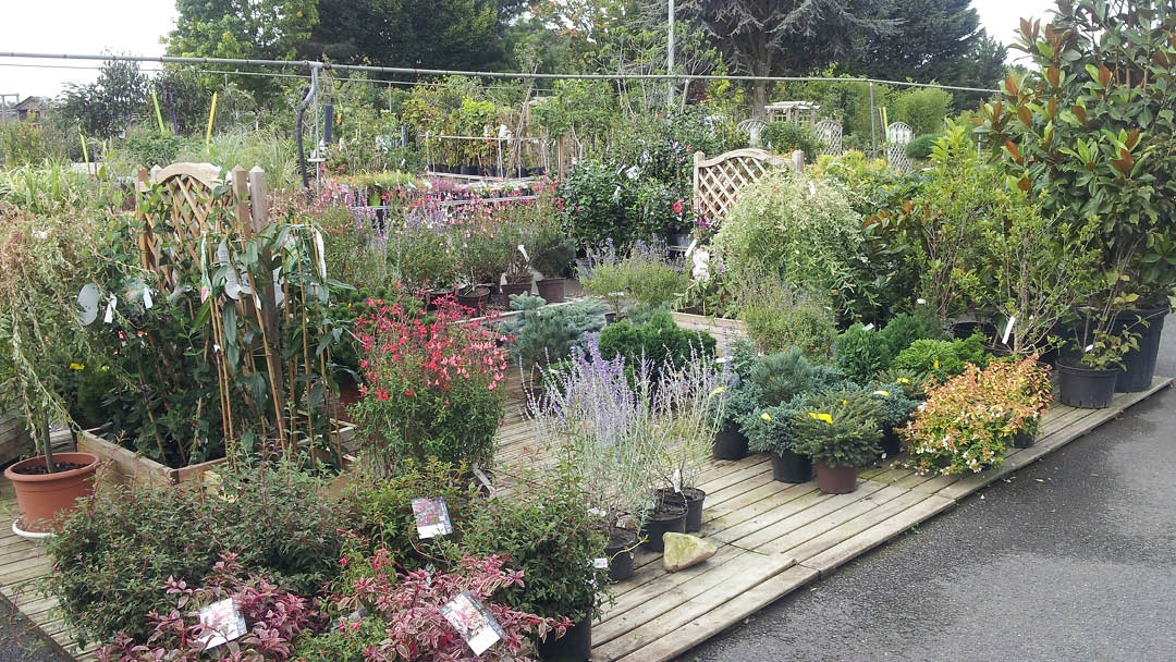 Magasin JARDINERIE DES PEPINIERES CHATELAIN - Le Thillay (95500) Visuel 6