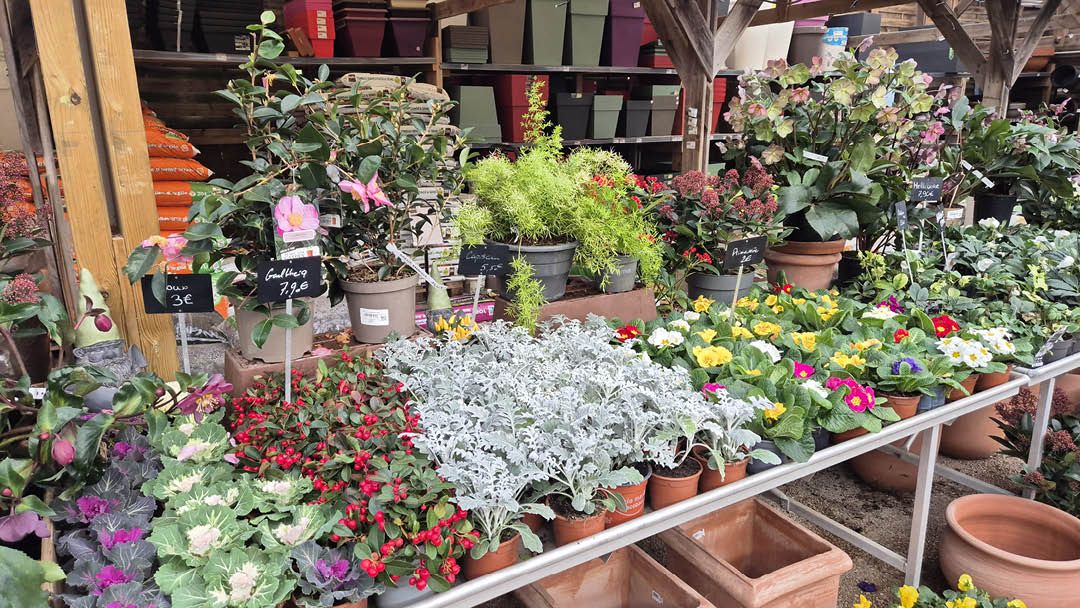 Magasin JARDINERIE DU MESNIL - Le Mesnil-Saint-Denis (78320) Visuel 6