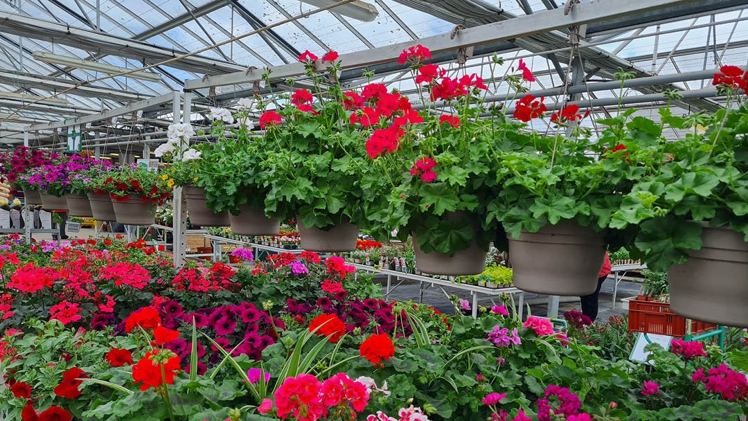 Magasin LES SERRES LANSON - Jargeau (45150) Visuel 3