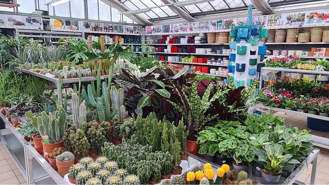 Magasin JARDINERIE LA SERRE THIONVILLE - Thionville (57100) Visuel 6