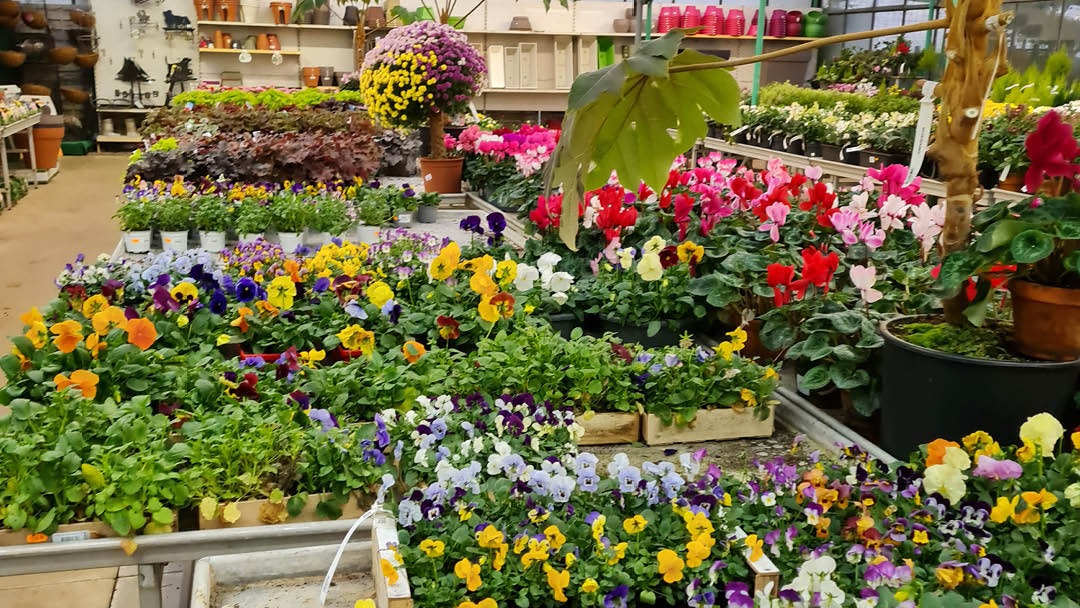 Magasin JARDINERIE WOHLGEMUTH - Iville (27110) Visuel 4