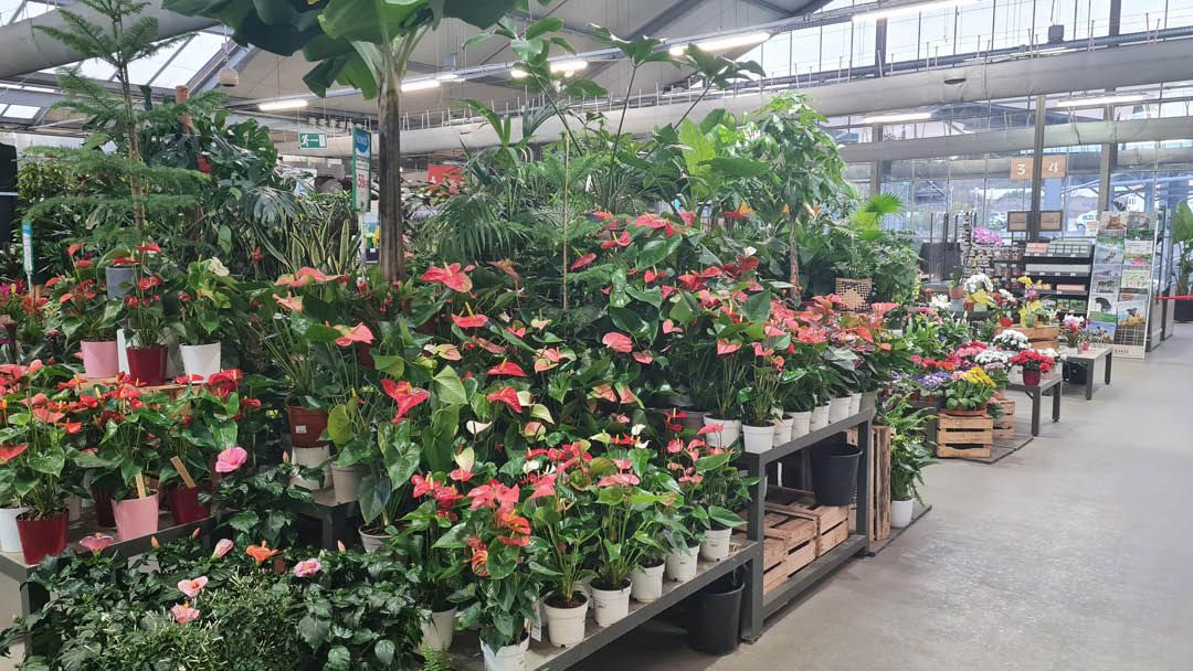 Magasin JARDINERIE JAIA BALARUC - Balaruc-le-Vieux (34540) Visuel 2