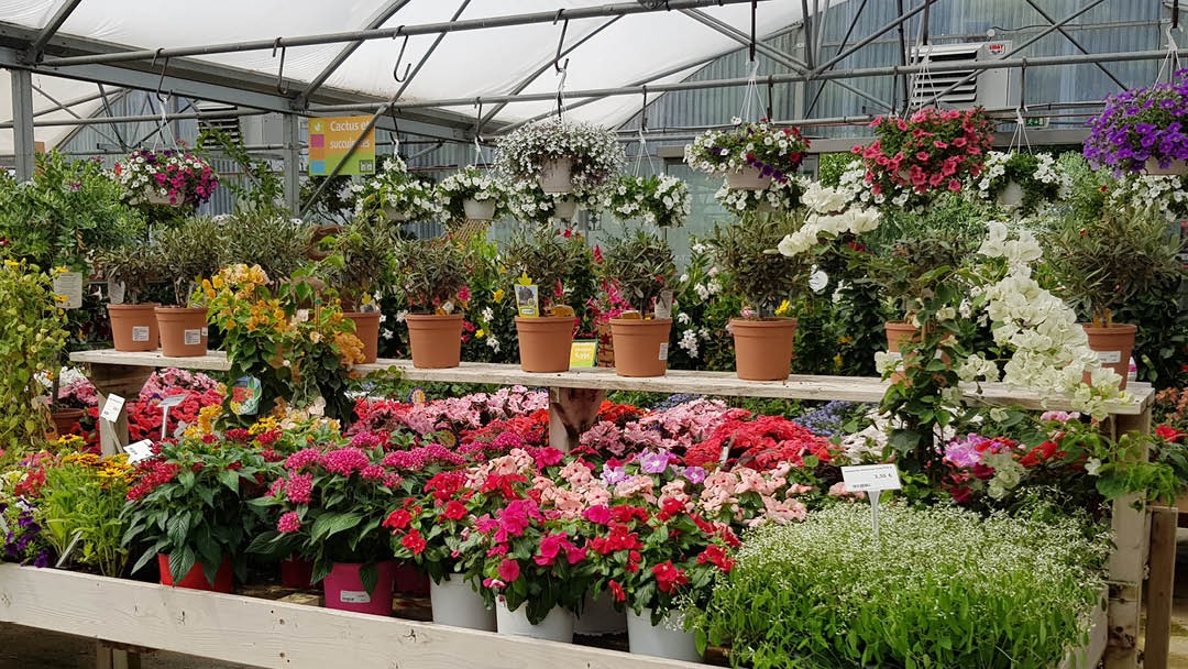 Magasin JARDINERIE TERRA VERDE - Montauroux (83440) Visuel 3