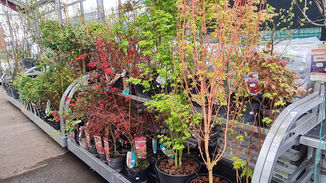 Magasin JARDINERIE LA SERRE THIONVILLE - Thionville (57100) Visuel 5