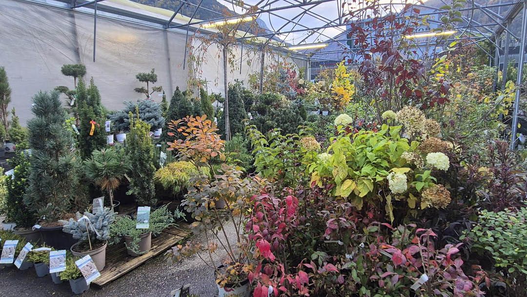 Magasin JARDINERIE GARDEN CENTRE VEYRAT - Thônes (74230) Visuel 4