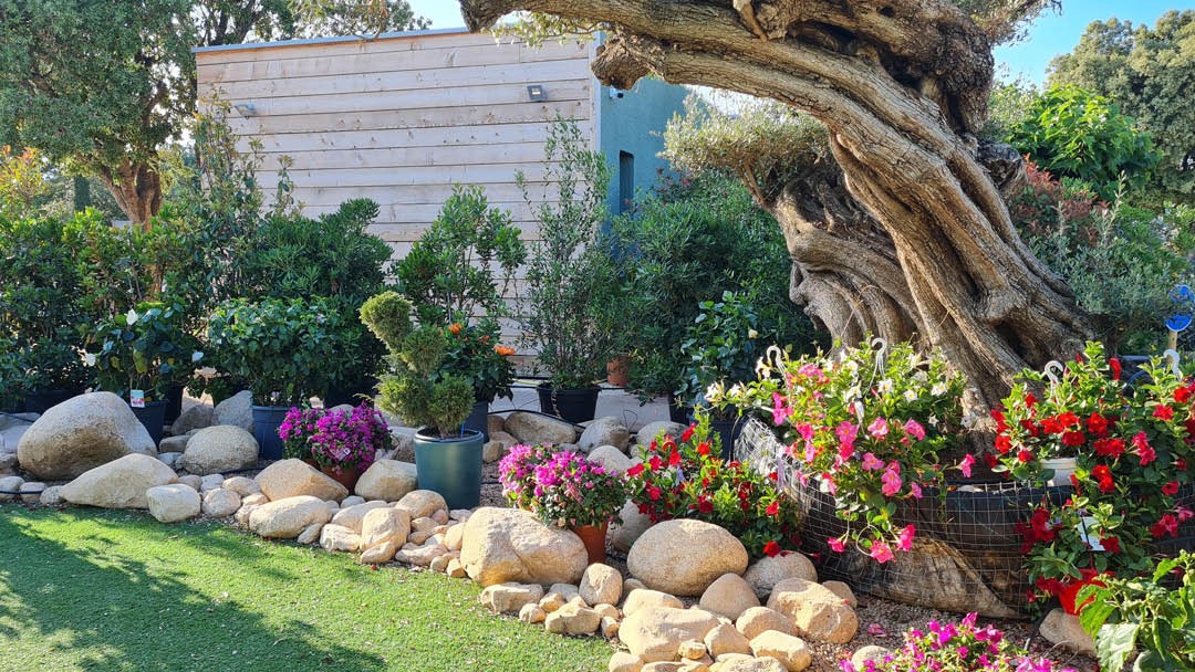 Magasin JARDINERIE PEPINIERES DE SAINT CYPRIEN - Lecci (20137) Visuel 6