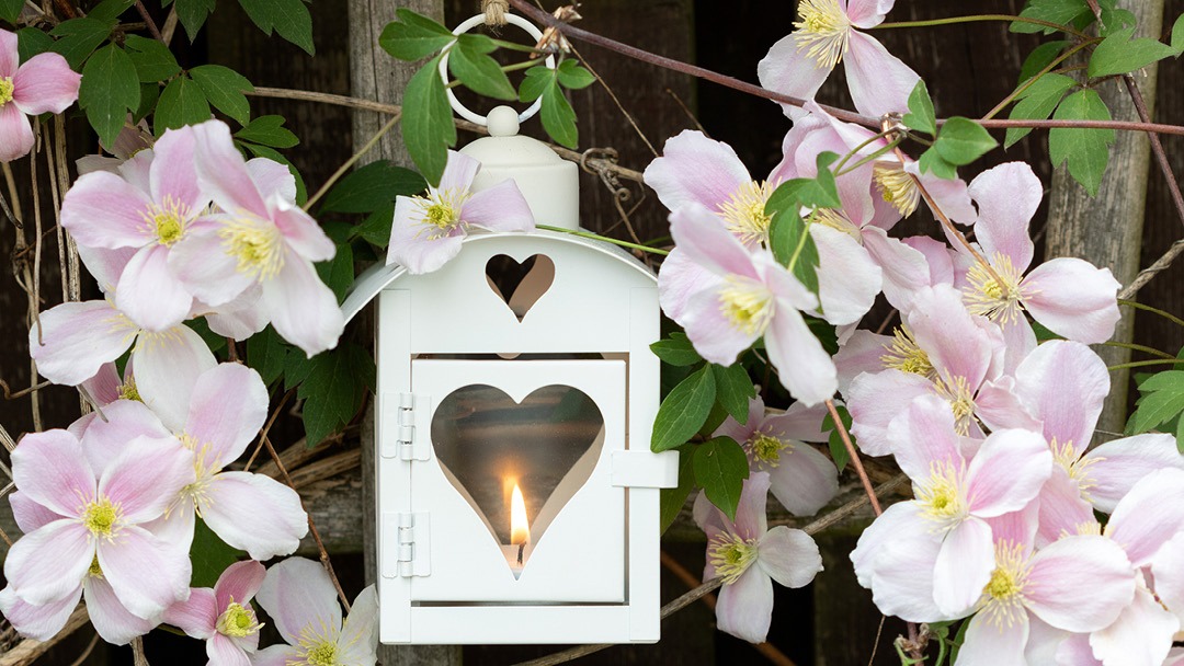 Magasin JARDINERIE ESPACE NATURE - Redon (35600) Visuel 5