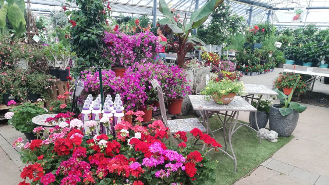 Magasin JARDINERIE TROPIC PLANTES - Caveirac (30820) Visuel 6