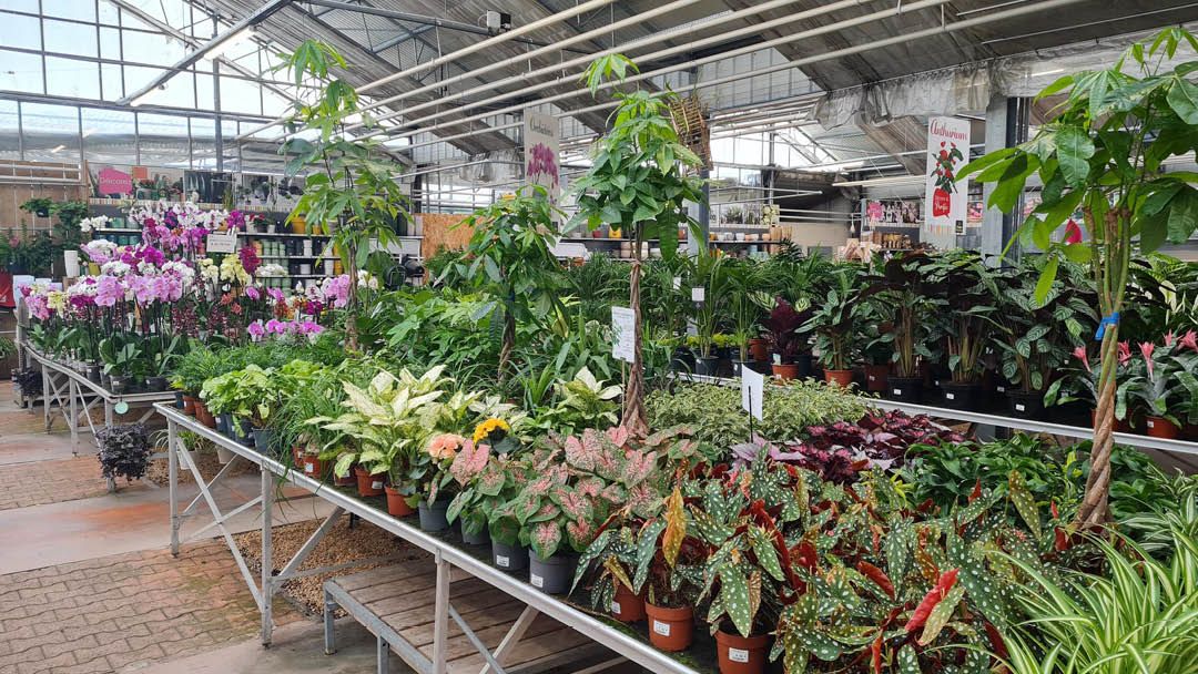 Magasin JARDINERIE TROPIC PLANTES - Caveirac (30820) Visuel 4