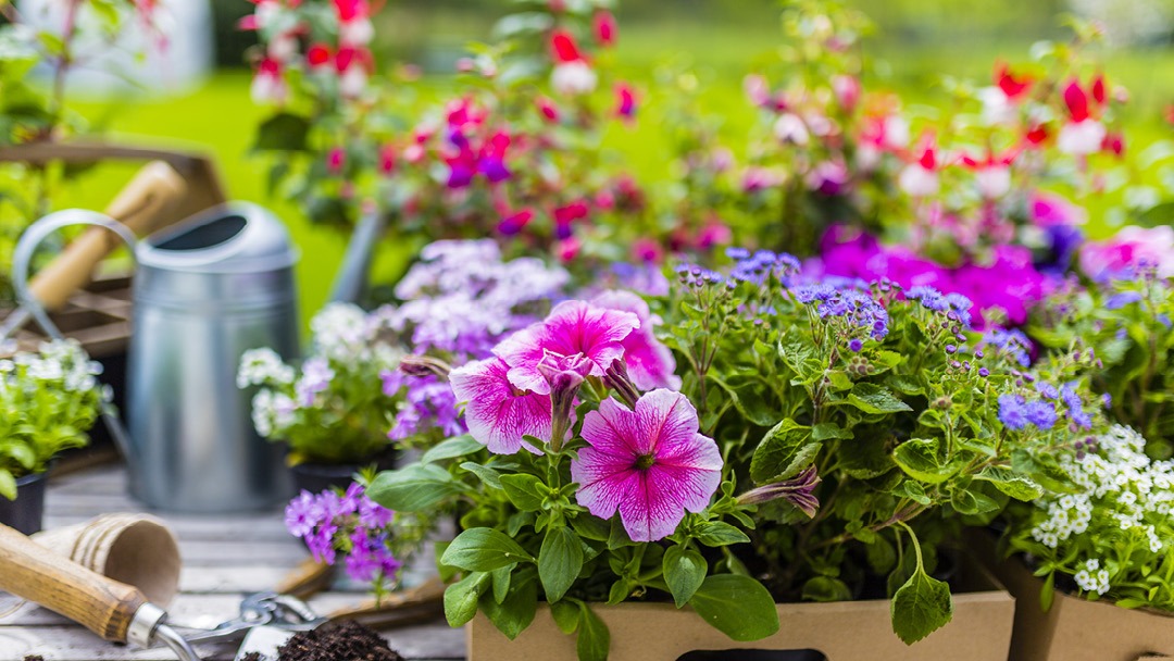 Magasin JARDINERIE ESPACE NATURE - Redon (35600) Visuel 3