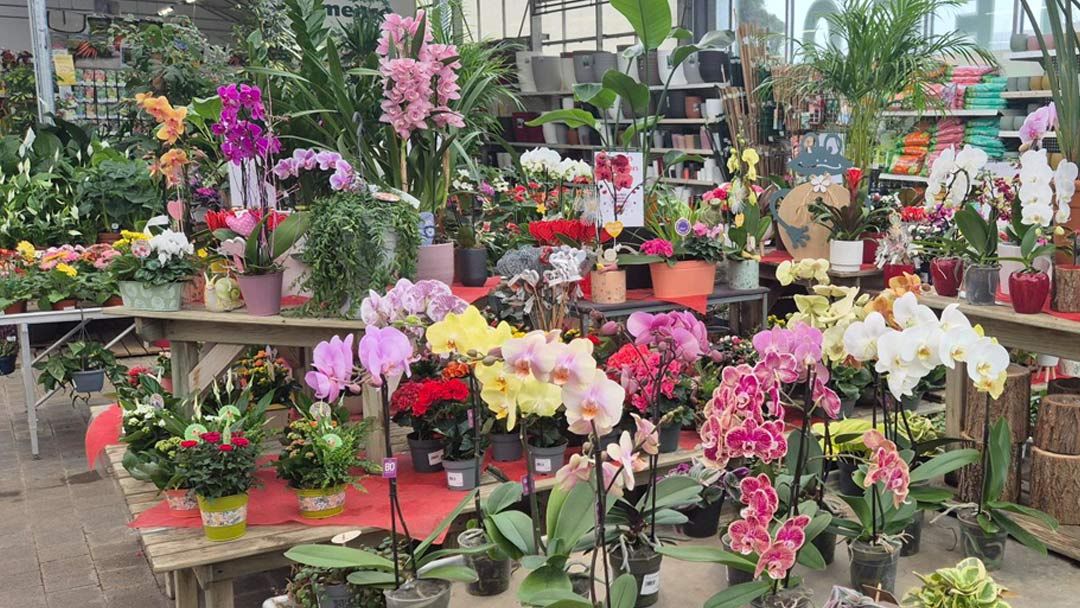 Magasin LES JARDINS DU SONNENHOF - Oberhoffen-sur-Moder (67240) Visuel 2
