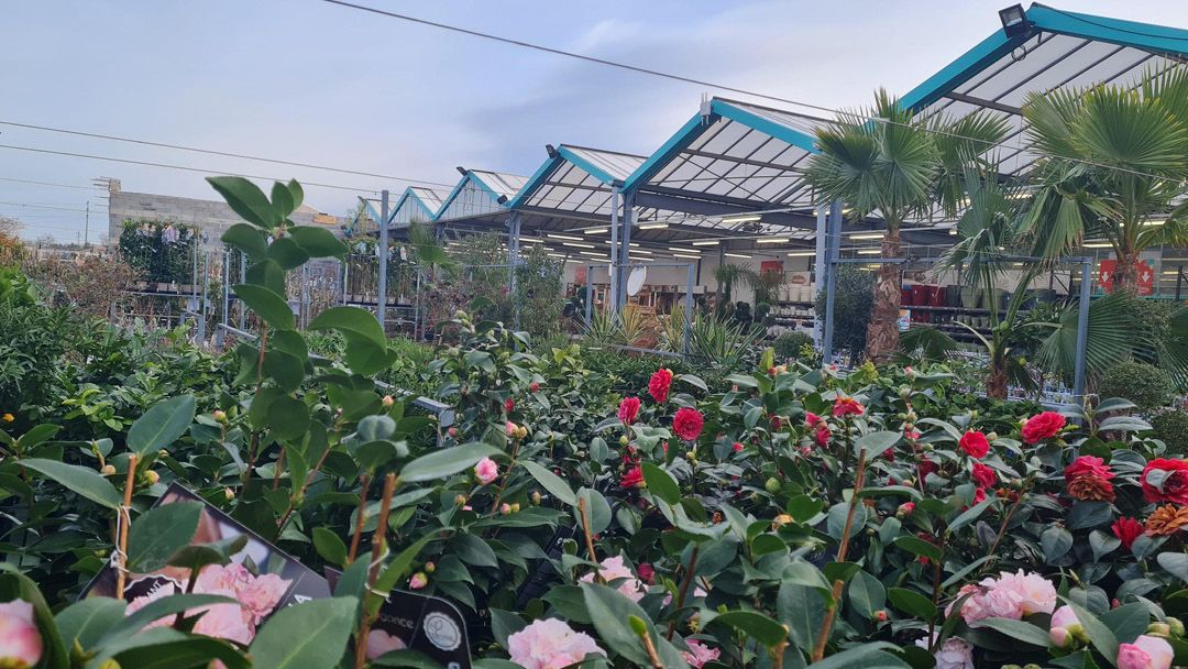 Magasin JARDINERIE JAIA BALARUC - Balaruc-le-Vieux (34540) Visuel 3