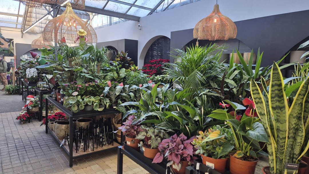 Magasin JARDINERIE JARDI PLUS  - Theix (56450) Visuel 2