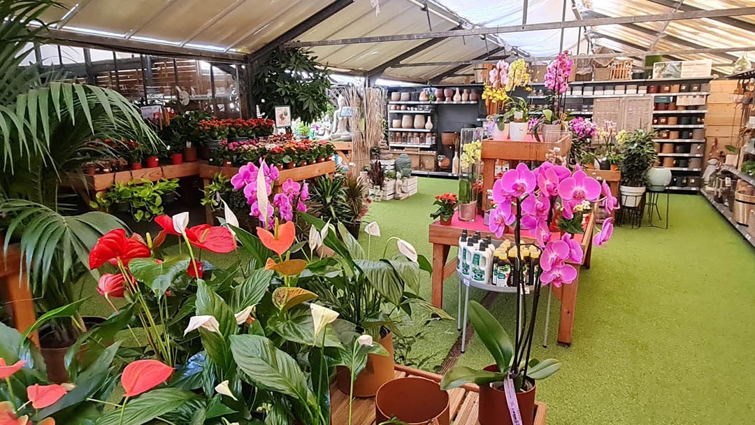 Magasin JARDINERIE PEPINIERES DE SAINT CYPRIEN - Lecci (20137) Visuel 2